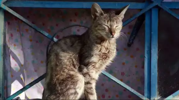 El sujeto que come animales crudos en calles de Azcapotzalco lleva el nombre de Feliciano ‘N’ El sujeto que come animales crudos en calles de Azcapotzalco lleva el nombre de Feliciano ‘N’