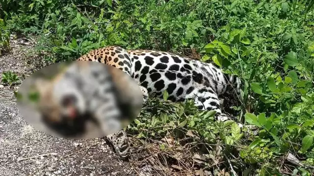 El jaguar muerto en Carrillo Puerto fue retirado del sitio luego de que se reportara el hallazgo del mismo por automovilistas de la zona
