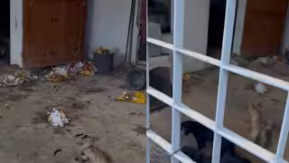 Rescatan a cinco perros desnutridos en Jardines de Chetumal; uno murió en el lugar