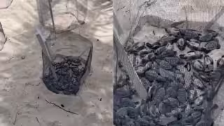 Mueren decenas de crías de tortuga por exposición al sol; denuncian presunto abandono de nido en Isla Mujeres