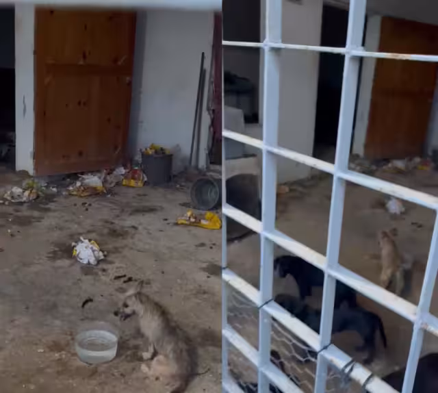Rescatan a cinco perros desnutridos en Jardines de Chetumal; uno murió en el lugar