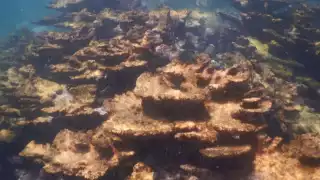 Agua contaminada causa muerte masiva de corales en Isla Mujeres: Conanp