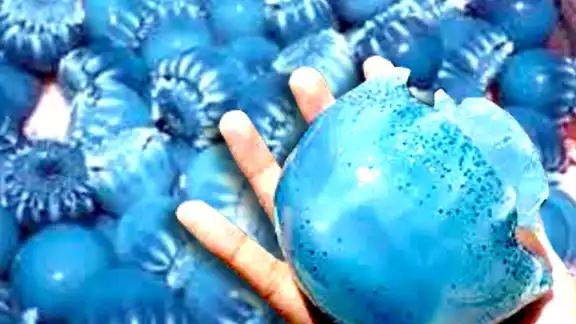 Características de la medusa bola de cañón
Características de la medusa bola de cañón