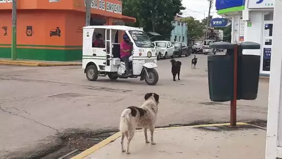 Propietarios se desentienden de perros y gatos