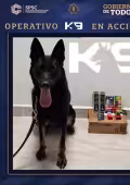 Mancí, el perro K9 que frustró el envío de vaporizadores con droga en Campeche
