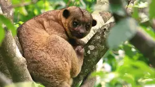 En algunas regiones, capturan al Mico de Noche para consumir su carne o venderlo como mascota