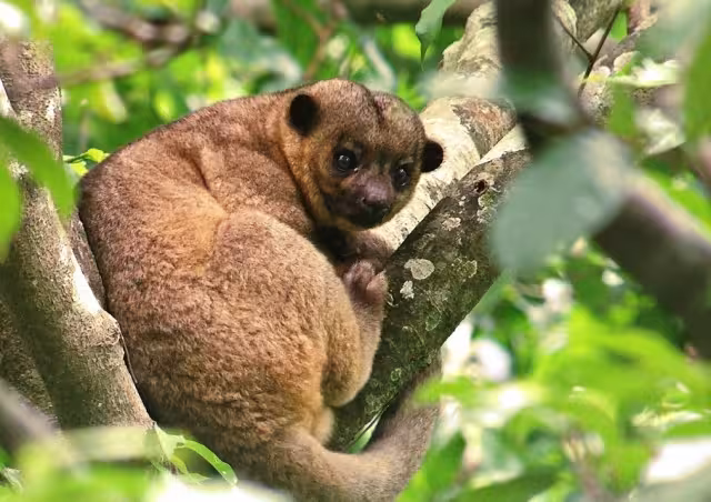 En algunas regiones, capturan al Mico de Noche para consumir su carne o venderlo como mascota