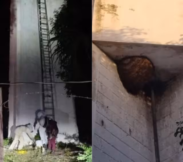 Los trabajos se optaron realizar por la noche, debido a que el comportamiento de las abejas es más calmado