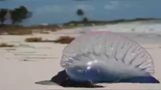 Esta es la Fragata Portuguesa, muy peligrosa