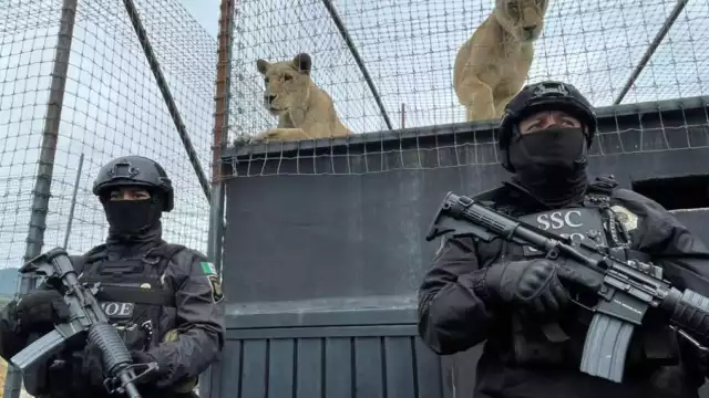 La SSC de la CDMX aseguró el predio para que los inspectores de la Profepa determinen el destino de los animales silvestres