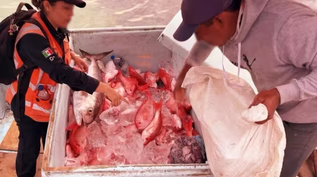 Retienen embarcación con 350 kilos de pescado por pesca irregular en Quintana Roo