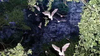 El Volcán de los Murciélagos está en el kilómetro 106 de la Carretera Escárcega – Xpujil; hay que caminar 300 metros