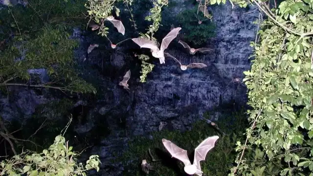 El Volcán de los Murciélagos está en el kilómetro 106 de la Carretera Escárcega – Xpujil; hay que caminar 300 metros