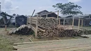 Bambú presenta un alza en Chetumal; es considerado un producto beneficioso