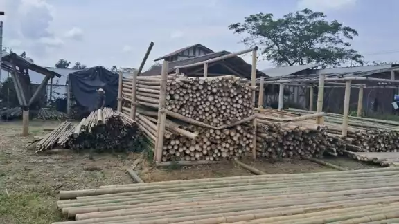 En  Quintana Roo se han detectado 7 especies de las mil 750