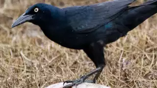 El Misterio de Margarita Chi