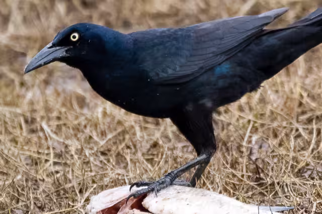 El Misterio de Margarita Chi