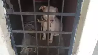 A través de Facebook denuncian a autoridades de Oaxaca por encarcelar a perro y querer sacrificarlo