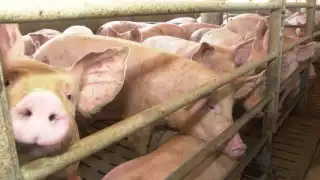 Clausuran 4 granjas porcícolas en Yucatán