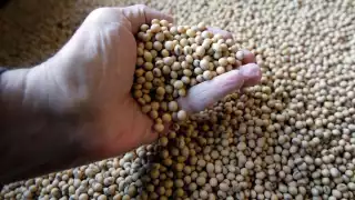 Productores de la leguminosa en Tekax tienen esperanzas de que este año las ventas aumenten