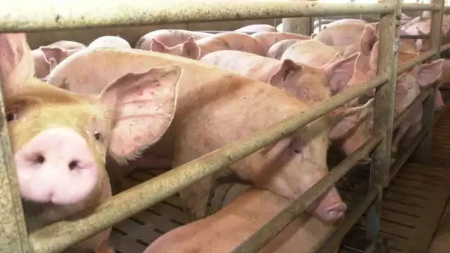 Clausuran 4 granjas porcícolas en Yucatán