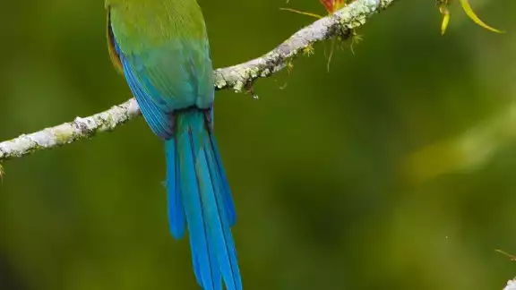 La historia narra el origen del aspecto actual del pájaro Toh y su relación con las culturas prehispánicas.