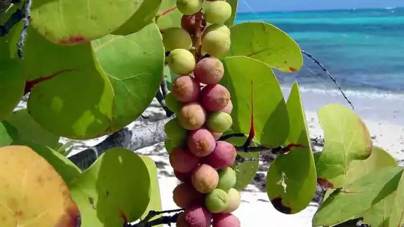 El árbol y la fruta tienen diferentes beneficios para la salud, además de que la uva tiene un sabor agradable El árbol y la fruta tienen diferentes beneficios para la salud, además de que la uva tiene un sabor agradable