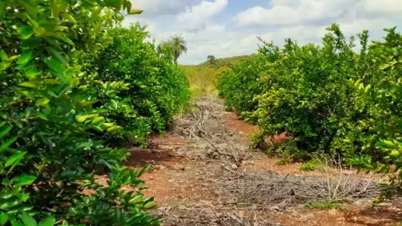 Esteban Serralta, representante de los agricultores limonero de La Candelaria, dijo que se deben intensificar el control de esta plaga