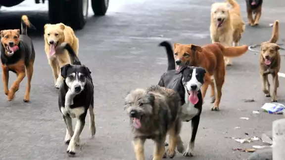 Mucho se habla del "no compres, adopta" Mucho se habla del "no compres, adopta"