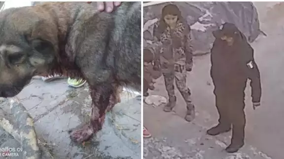 ‘Loba’, como se llama la perrita, le gruñó al uniformado y éste le disparó y posteriormente le pateó la cabeza, dejando al animal al borde de la muerte

