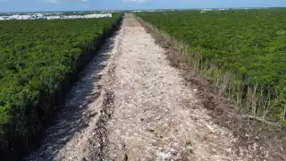 Semarnat observa ‘inconsistencias’ en datos sobre deforestación en la ruta del Tren Maya