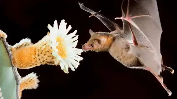En la Península de Yucatán predominan 149 especies de murciélagos En la Península de Yucatán predominan 149 especies de murciélagos