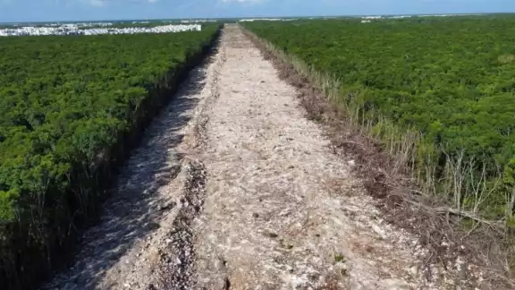 Semarnat observa ‘inconsistencias’ en datos sobre deforestación en la ruta del Tren Maya