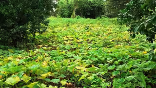 Las 'cabañuelas mayas' ayudan al agricultor a decidir qué hacer en el año