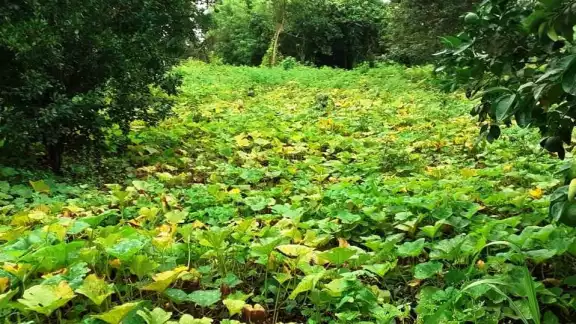Las 'cabañuelas mayas' ayudan al agricultor a decidir qué hacer en el año Las 'cabañuelas mayas' ayudan al agricultor a decidir qué hacer en el año