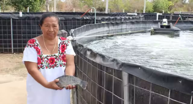 Yucatán apuesta por la tilapia, acuicultura que promete ingresos sostenibles para miles de familias