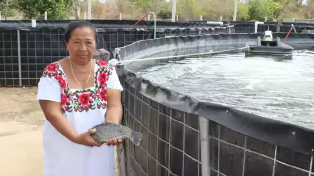Yucatán apuesta por la tilapia, acuicultura que promete ingresos sostenibles para miles de familias