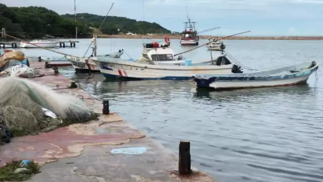 Del 1 de agosto al 13 de septiembre se ha capturado un total de  3 millones 180 mil 722 kilogramos del molusco Foto: David Vázquez