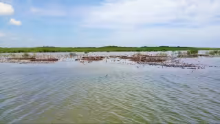 Cozumel perdió más de la mitad de sus manglares en dos décadas