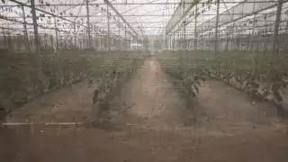 En el 2004, el Gobierno entregó un fondo de 60 mil pesos para que trabajaran chile y jitomate