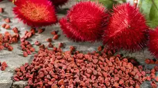 Semillas de tradición: Así se cultiva y cocina el achiote en Campeche