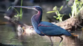 El ave se distingue por sus atractivos tonos