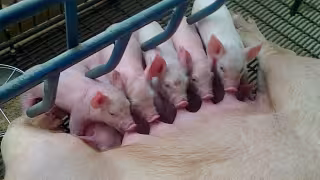 Tras años de falta de control, el Gobierno busca regular de forma estricta a la industria porcícola en Yucatán