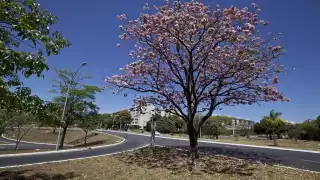 Sus flores rosas pueden ser utilizadas como medicinales