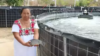Yucatán apuesta por la tilapia, acuicultura que promete ingresos sostenibles para miles de familias
