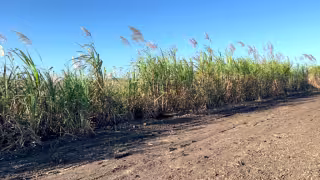 Ante la escasez  del recurso hídrico,  algunos agricultores  consideran la  perforación de pozos  como alternativa para  abastecer sus parcelas