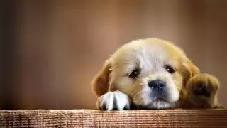 Son muchas las maneras en las que puedes calcular la edad de tu lomito, sin embargo, si tienes duda recuerda consultar con el veterinario de confianza