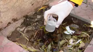 Los mosquitos transmisores del dengue se reproducen en lugares con agua estancada