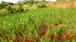 Campesinos de Sabán dicen que tienen poco para consumo propio