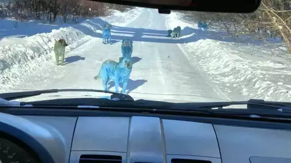 Los perros azules han generado todo tipo de reacciones. Los perros azules han generado todo tipo de reacciones.